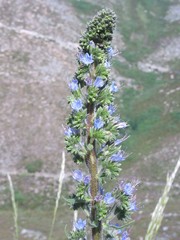Echium lusitanicum