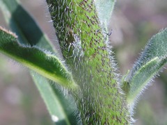 Echium lusitanicum