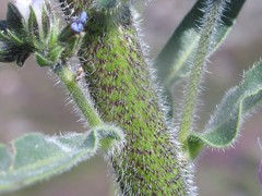 Echium lusitanicum
