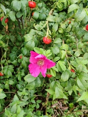 Rosa rugosa