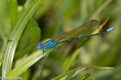 Argia rhoadsi