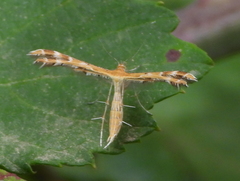 Oxyptilus parvidactyla