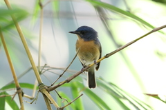 Cyornis tickelliae