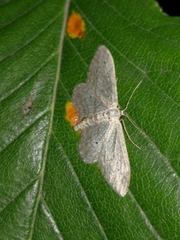 Idaea calunetaria