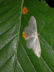 Idaea calunetaria