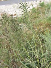 Echium lusitanicum