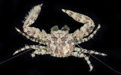 Pisidia gordoni