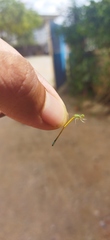 Ischnura rubilio