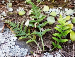 Asplenium appendiculatum maritimum