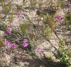 Polygala pubiflora