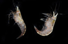Athanas parvus