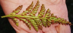 Asplenium appendiculatum maritimum