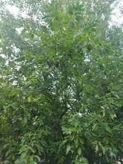 Salix caprea
