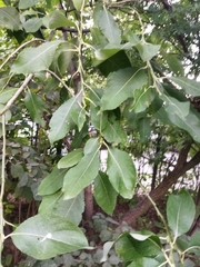 Salix caprea