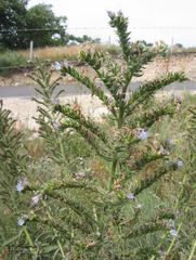 Echium lusitanicum