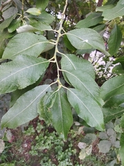 Salix caprea