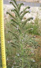 Echium lusitanicum