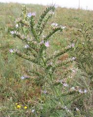 Echium lusitanicum