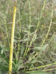 Echium lusitanicum