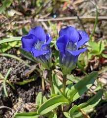 Gentianopsis detonsa nesophila