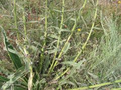Echium lusitanicum
