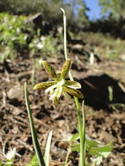 Fritillaria atropurpurea