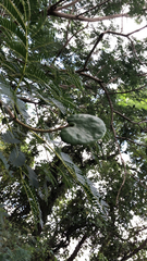 Enterolobium