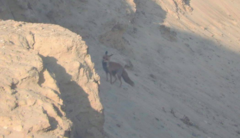 Vulpes vulpes arabica