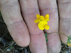 Lotus creticus