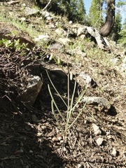 Fritillaria atropurpurea