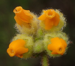 Hermannia decumbens