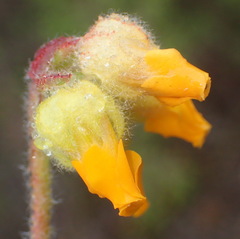 Hermannia decumbens
