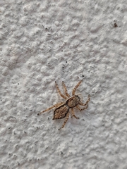 Menemerus bivittatus