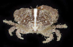 Leptodius