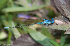 Argia rhoadsi