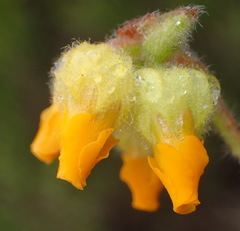 Hermannia decumbens