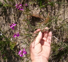 Polygala pubiflora