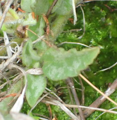 Hermannia decumbens