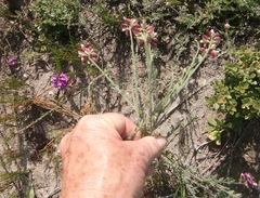 Polygala pubiflora