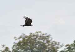 Circus aeruginosus