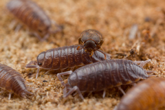 Mycetophagus quadriguttatus