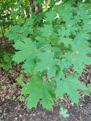 Acer platanoides