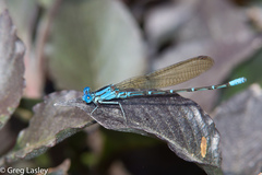 Argia rhoadsi