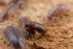 Mycetophagus quadriguttatus