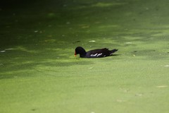 Gallinula chloropus