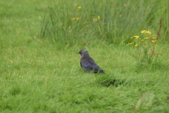 Corvus monedula