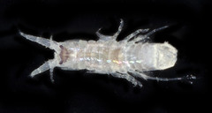 Corophiidae
