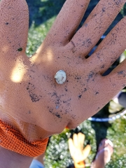 Clinocardium nuttallii