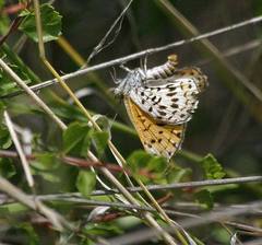 Apodemia chisosensis