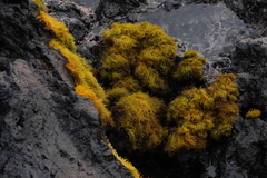 Ahnfeltiopsis concinna